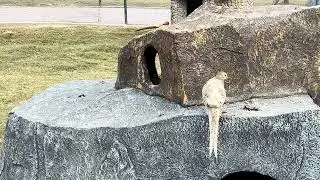 Wild Birds In Swat Zoo