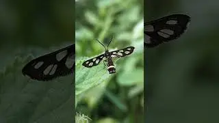 A Nine-Spotted Moth#moth#shorts
