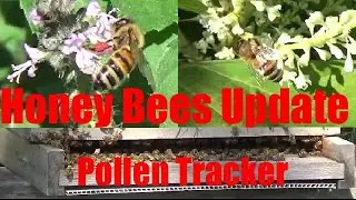 August 26th, 2020 Honey Bees Update Pollen Tracker Holy Basil Japanese Knotweed
