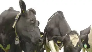 AEI Liam Delaney Farmer Solar PV Testimonial