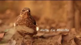 Mirtilla - Prequel