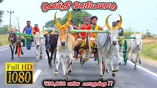 பூவந்தி பெரியமாடு-பந்தயம்_26.01.2026_V_Photography