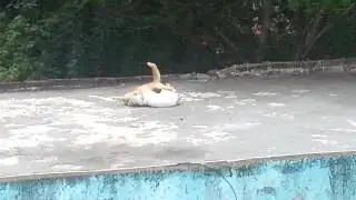 Cats  Mating Gone Wrong #catsmating