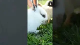 Fluffy bunny #animallover