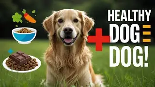 Dog Health & Food Tips 🐾 | Keep Your Dog Happy & Healthy | Roar & Explore
