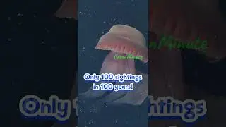 Glowing Jellyfish Looks Like an ALIEN &ndash; Spotted in Japan! #greenminute #viralvideo