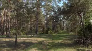 Down The Forest Path Stock Video