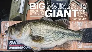 spring.001 // Big Swimbaits for Giant Desert Bass