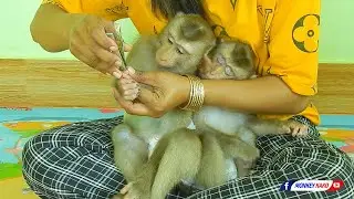 Amazing Baby Monkey Family | KAKO & LUNA Gets Her Nails Cut