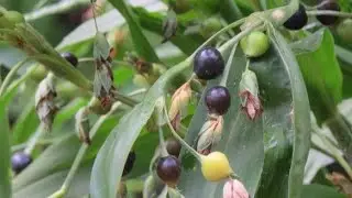 How To Grow Tasbeeh Dana / job's Tears In Pots and containers. Tasbeeh Plants