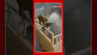 Vasai Monkey Attack : घरात घुसला,फ्रिज उघडून नासधूस केली; वसईतील सोसायटीत माकडाची दहशत