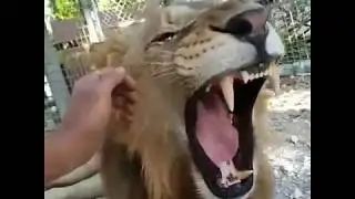 Amazing Bond Between Lion And Caretaker