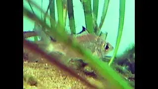 クロサギ　Japanese Silver Biddy　Gerres equulus