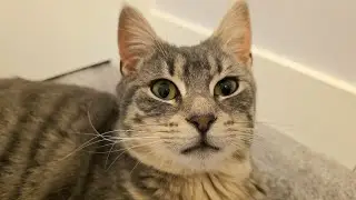 Adorable tabby kitten Bunny purrs nonstop and makes biscuits