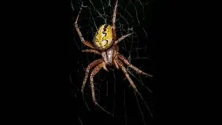 AI Brings MACRO SPIDER Photo to LIFE 🕷️😱
