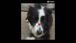 He&rsquo;s gone now tho&hellip;.#viral #fyp #deaddog #dog #death