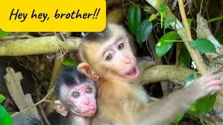 little monkey life🐒