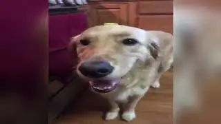 BUTTER DOG TYPE BEAT