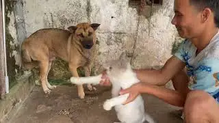 Cat teases dog 😂