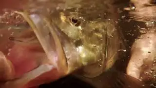 Catching BIG Snook on the Osprey 4000 Saltwater Series Spinning Reel
