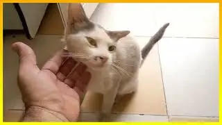 😻💖 Stray cats Cat shelters Cat feeding programs Cat behavior problems