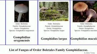 Fungus of Order Boletales Family Gomphidiaceae chroogomphus gomphidius nigricans maculatus roseus