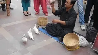 Shocking Indian Street Magic show