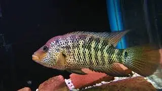 Fengshui Aquatic Thailand