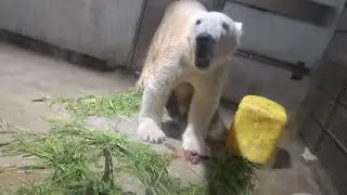 初めての味？イカさんほおばるフブくん♪　　　　　　　　　　　　　　　　　　＃ホッキョクグマ＃フブキ＃東山動植物園