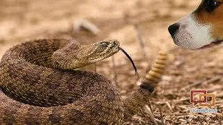 Dogs Vs Snakes - Who will win ? Episode 1 - Deadly Fight