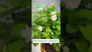Grow your own fragrant jasmine #plants #indoorplants