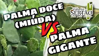 Palma doce (mi&uacute;da) e Palma gigante - 06.07.2020.