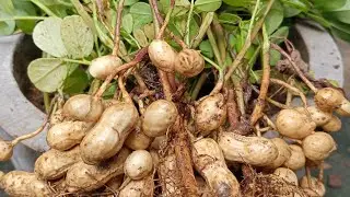 peanut growing at home #short #peanut