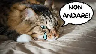 8 segnali che indicano che il tuo gatto è solo: non ignorarli mai!
