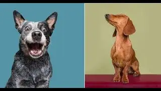 20+ Photograph of Dogs To Show How Unique Every Single Of Them Is