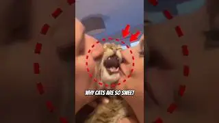 Why Cats Are So Sweet | Cat Affection Explained #CatBehavior #CatFacts #PetEducation#CatLove #shorts