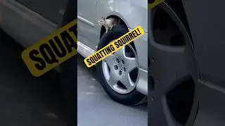 Squirrel Making His Home Under The Hood Of My Car! #shorts #squirrel #car