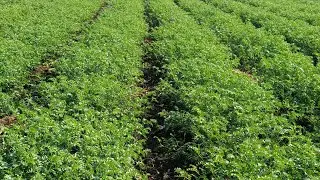 Dollar 🌿 cana water 💦 soluble fertilizer..💰🌏💵🚗.. subscribe comment 