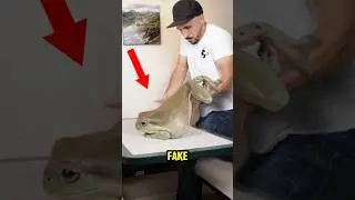 Топ-4 настоящих животных, которые выглядят как подделки #животные #страшныеживотные #морскаятайна
