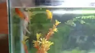 Peses goldfisk