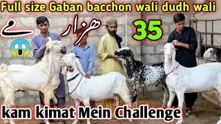 Full size Gaban bacchon wali dudh wali bakriyan،😍 mandi se saste 😱 loot lo 🚨| 20-Jan-2026💥