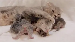 A fast asleep baby kitten will ask for milk as soon as the mother cat comes.
