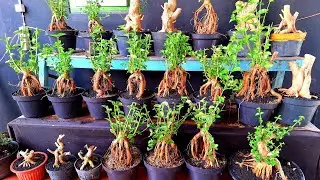 Cek Berbagai Jenis Murmer WaO8533O175237 (BP Lumajang)
