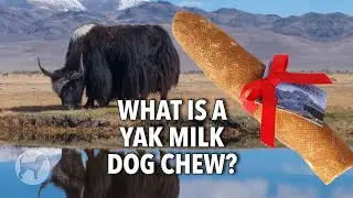 How Do They Make a Dog Chew From Yak Milk?