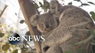 Baby koala makes debut at WILD LIFE Sydney Zoo l ABC news