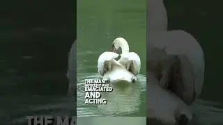Это был момент воссоединения этих лебедей спустя 2 недели ❤️