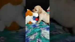 1 Month Old Labrador Buddy playing with his BUDDY