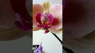Phalaenopsis orchidea beporzás !