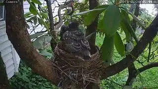 Robin Nest Live Stream Highlight - 1st bird leaving the nest