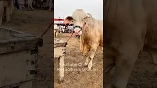 Giant White Nukra Bull | Qurbani 2025 Special